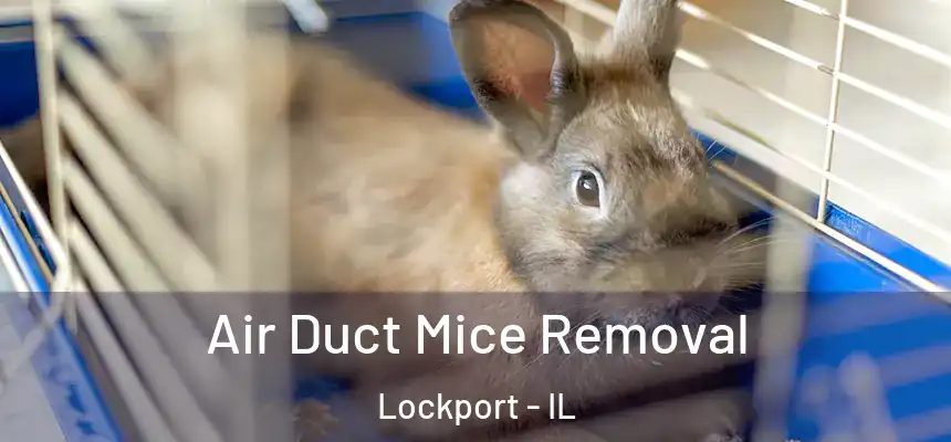 Air Duct Mice Removal Lockport - IL